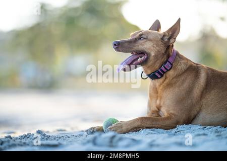 close up portrait of a kelpie dog on the sand on a beach in australia in summer Stock Photo