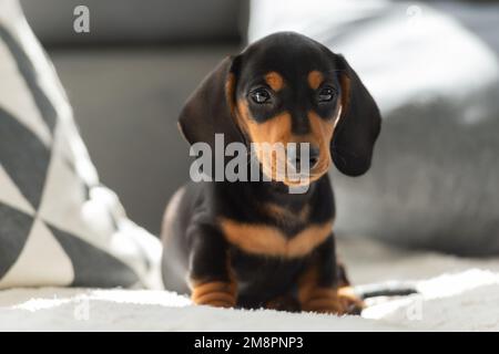 Cute small sausage dog 10 weeks old on the grey sofa indoor Stock Photo