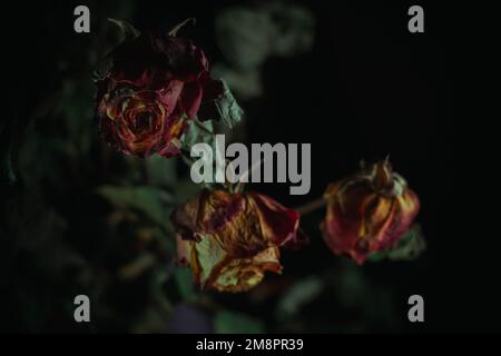 Macro close up multicolored orange dried rose bloom bouquet in ceramic retro vase Black background Stock Photo