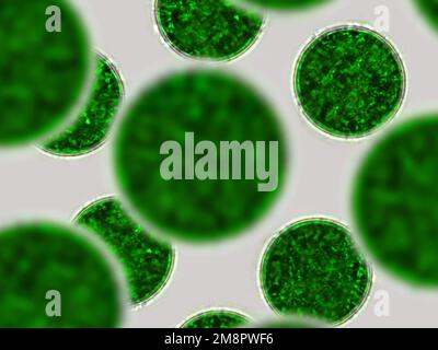 Green cells, microscopic particles. Molecules, molecular cell. Close up of a mirco organism, science and medical element Stock Photo