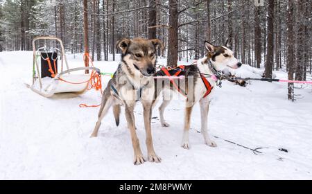 Sled dogs in the snow. Stock Photo