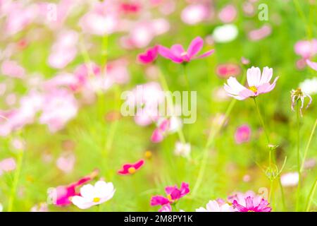 Beautiful pink cosmos flower garden. Pink flower field background. Spring season. Fresh environment. Pink, pale pink cosmos flowers with green leaves Stock Photo