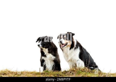 Two cute obedient border collies sitting side by side outside in autumn season against white sky background Stock Photo
