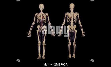 Anterior and posterior view of Circulatory system on black background,3D rendering Stock Photo