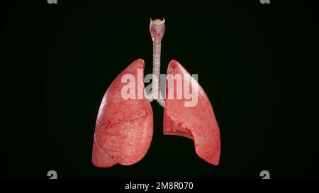 Human lungs and trachea isolated,3D rendering Stock Photo