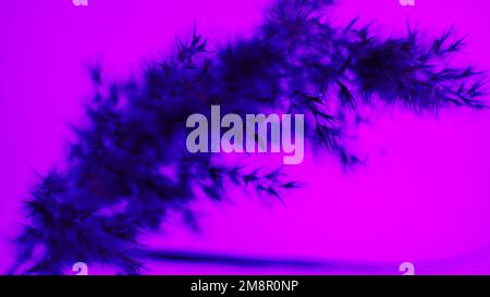 Pampas grass blue on a purple background. Softness. background. For the site, blank, banner. Stock Photo