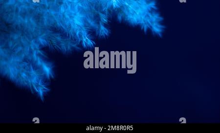 Pampas grass blue on a black background. Frost, cold, tenderness. blue, blue. Stock Photo
