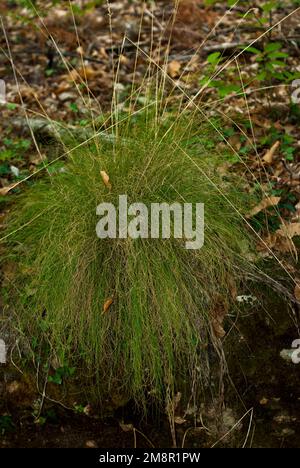 Helictotrichon Plant in chestnut forest humid mediterranean attlantic forest Stock Photo