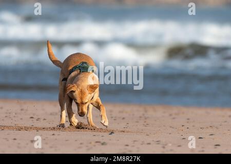 Young labrador retriever playing at the beach Stock Photo