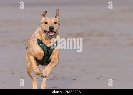 Young labrador retriever playing at the beach Stock Photo