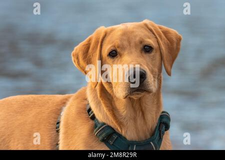 Young labrador retriever portrait Stock Photo