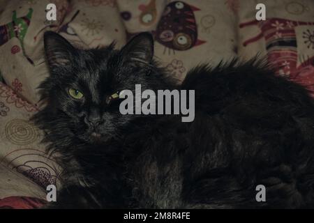 Funny beautiful cute black cat hiding on the sofa Stock Photo