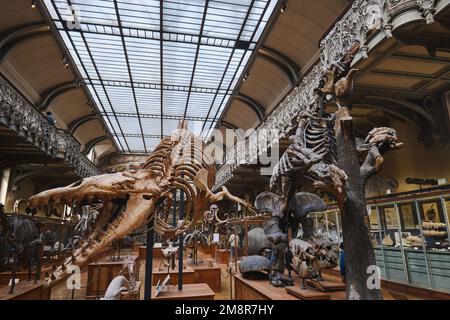 Paris, France - May, 2022: Paris Natural History Museum Fossils and skeletons from the Paleontology and Comparative Anatomy Gallery Stock Photo