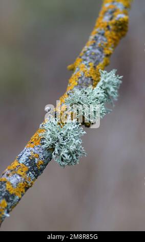 a beautiful macro-photo of lichen on a tree branch , lichen is a composite organism that arises from algae or cyanobacteria Stock Photo