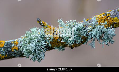 a beautiful macro-photo of lichen on a tree branch , lichen is a composite organism that arises from algae or cyanobacteria Stock Photo