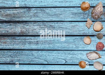 summer banner different seashells on a light blue background Stock Photo