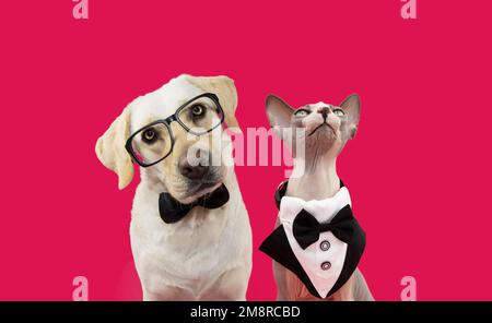 Banner two pets dog and cat celebrating valentine's day or anniversary wearing a tuxedo and a bow tie. Isolated on  magenta background Stock Photo