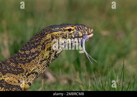 A side on image of the head of a Monitor Lizard with its tongue out.  Image taken in Uganda, East Africa. Stock Photo