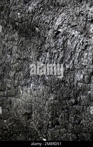 Burnt tree bark texture closeup. Burned wood background Stock Photo