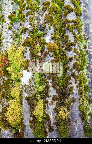 Closeup of old slate roof covered with green moss after the rain. Green moss texture, natural background Stock Photo