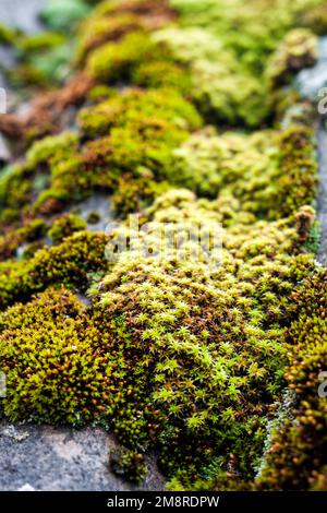 Closeup of old slate roof covered with green moss after the rain. Green moss texture, natural background Stock Photo