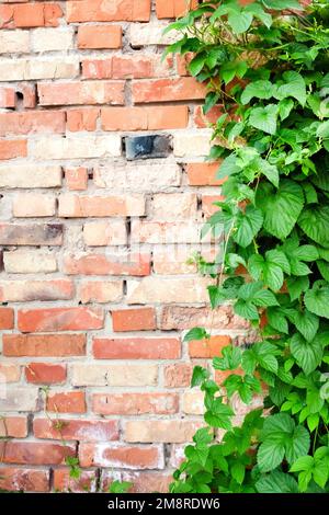 Green hop plant climbing on old brick wall. Copy space. Power of nature concept Stock Photo