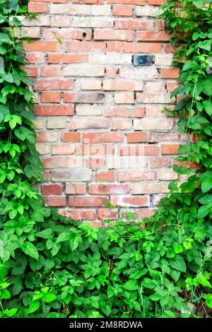 Green hop plant climbing on old brick wall. Copy space. Power of nature concept Stock Photo