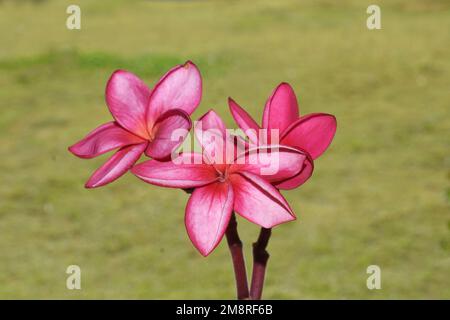 Pink frangipani Plumeria rubra flowers on green background Stock Photo