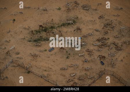 Damman, Saudi Arabia. 15th Jan, 2023. Chameaux, camels during the Stage 14 of the Dakar 2023 between Al-Hofuf and Damman, on January 15, 2023 in Damman, Saudi Arabia - Photo Eric Vargiolu / DPPI Credit: DPPI Media/Alamy Live News Stock Photo