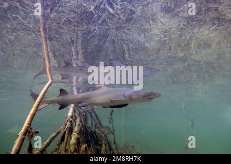 Juvenile Lemon Shark (Negaprion brevirostris) in the mangroves of North Bimini, Bahamas Stock Photo