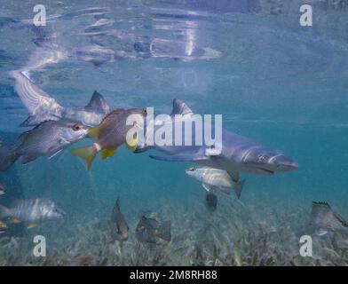 Juvenile Lemon Shark (Negaprion brevirostris) in the mangroves of North Bimini, Bahamas Stock Photo