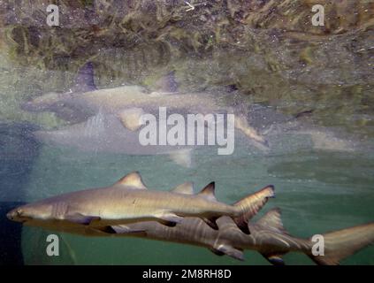 Juvenile Lemon Shark (Negaprion brevirostris) in the mangroves of North Bimini, Bahamas Stock Photo