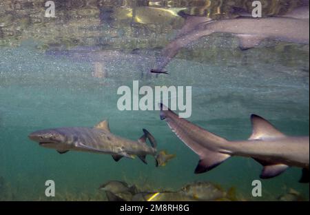 Juvenile Lemon Shark (Negaprion brevirostris) in the mangroves of North Bimini, Bahamas Stock Photo