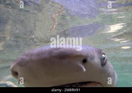 Juvenile Lemon Shark (Negaprion brevirostris) in the mangroves of North Bimini, Bahamas Stock Photo