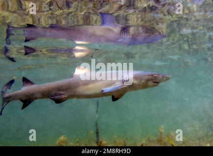 Juvenile Lemon Shark (Negaprion brevirostris) in the mangroves of North Bimini, Bahamas Stock Photo