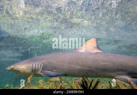 Juvenile Lemon Shark (Negaprion brevirostris) in the mangroves of North Bimini, Bahamas Stock Photo