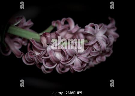 Hyacinth pastel pink flowers bunchin front on black background close up view Stock Photo