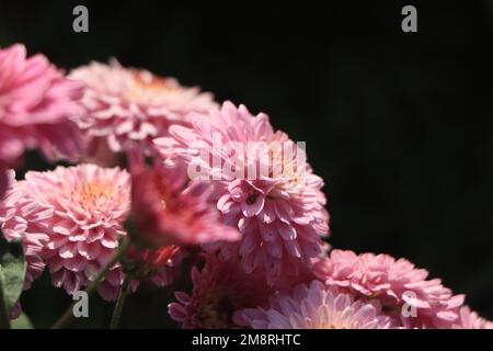 A close up photo of a bunch of dark pink chrysanthemum flowers with yellow centers and white tips on their petals. Stock Photo