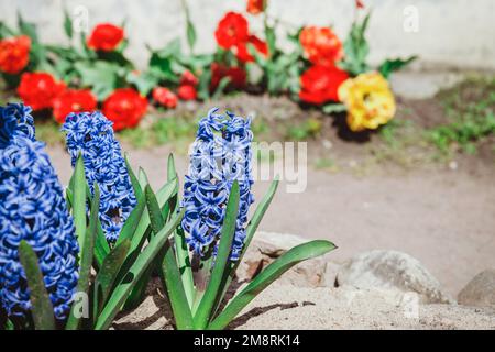 Multicolored flowers hyacinths in bloom in spring garden with sunny rays, traditional easter flowers, easter spring background. selective focus Stock Photo