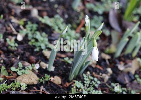 Snowdrops in early January, UK Stock Photo