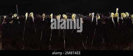 Sprouted soybean shoots with roots on a black background. Stock Photo