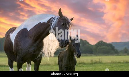 Mother horse with foal cuddling. The mare turns to its cute baby, one day old. Warmblood horse baroque type, barock pinto, at sunset, Germany Stock Photo