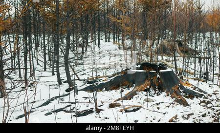 Forest after extreme weather fluctuations fire flamesnow winter frost wild drought dry black earth ground stump vegetation stand green natural disaste Stock Photo