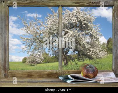 Decay and new beginnings. Rotten apple lies on a old newspaper in front of the window. Stock Photo