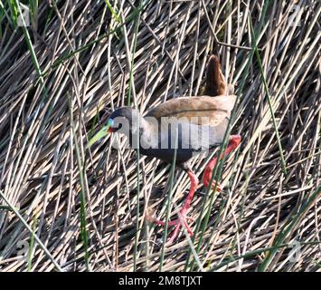 A plumbeous rail (Pardirallus sanguinolentus) picks its way through rushes at the edge of a pool in marshes between Pisco and the Pacific Ocean. Pisco