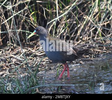 A plumbeous rail (Pardirallus sanguinolentus) picks its way through rushes at the edge of a pool in marshes between Pisco and the Pacific Ocean. Pisco