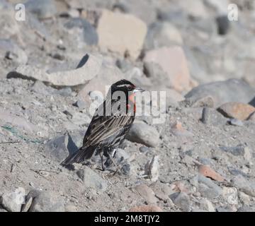 A male peruvian meadowlark (Leistes bellicosus) on a pile of rubble pool in marshes between Pisco and the Pacific Ocean. Pisco, Peru. Stock Photo