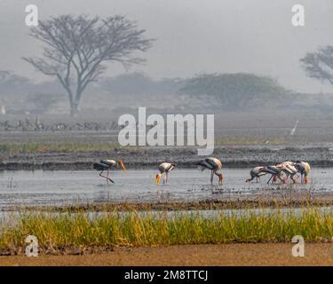 A flock of painted Stork fishing in wet land Stock Photo