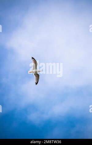 Seagull flying in a blue sky with white clouds Stock Photo