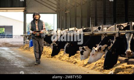 Farmer with a digital tablet in a cow farm. Herd management concept Stock Photo